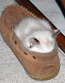 Kätzchen im Schuh
